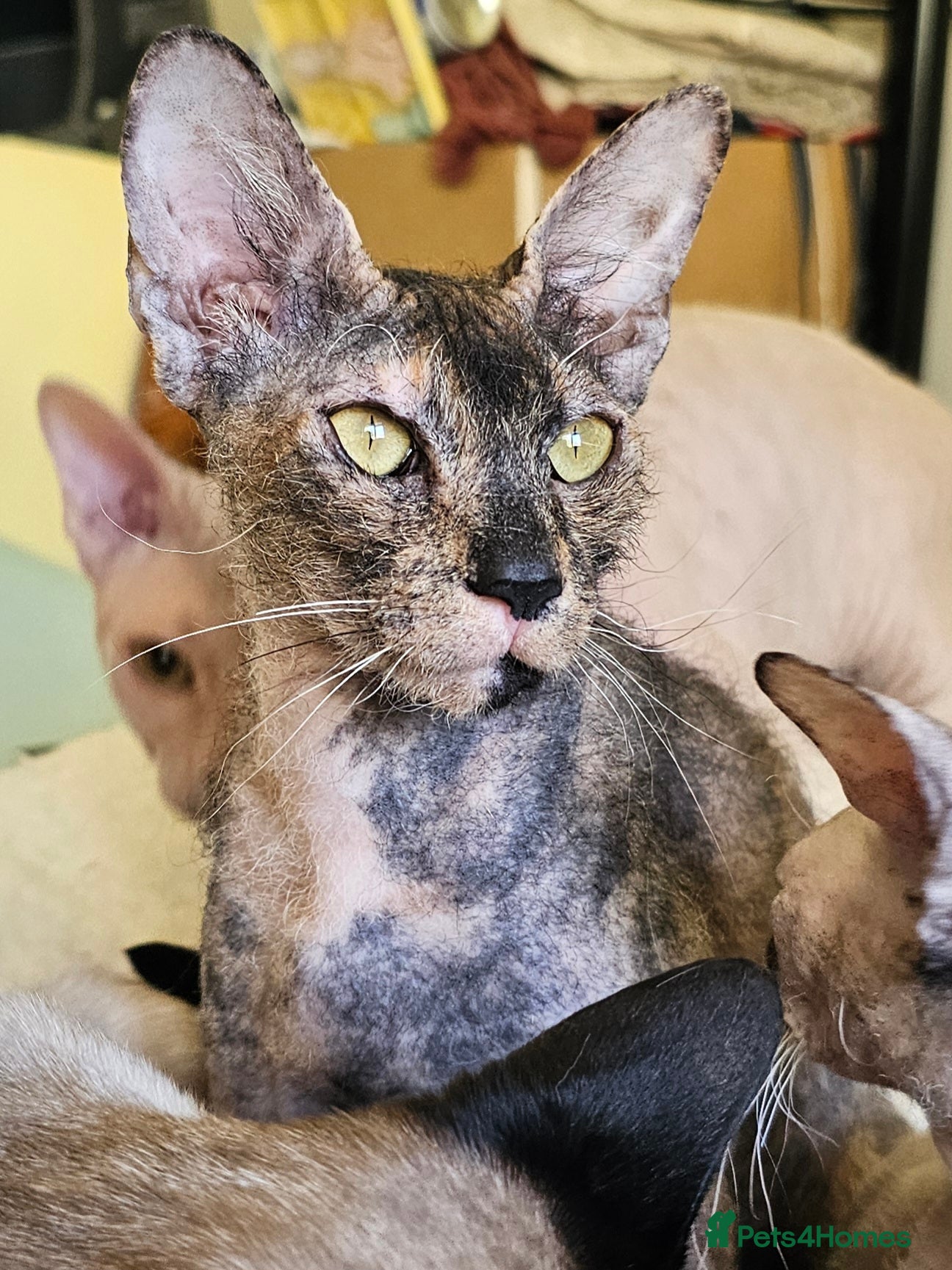 Sphynx cats for sale: Sphynx x Siamese young cat - Advert 4