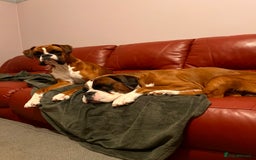 Boxer dogs for sale: 18Month Female Boxer Looking for Her Forever Home  - Image 8