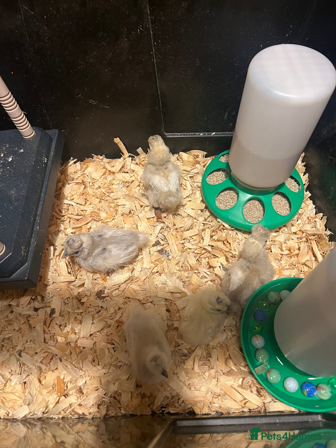 Chickens poultry for sale: MIXED HATCHING EGGS - Pekin, Silkie, Pekin/Silkie - Advert 10