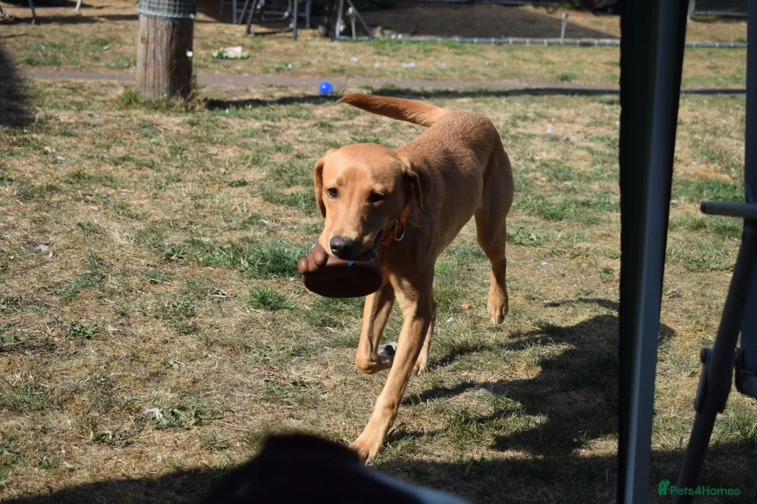 Labrador Retriever dogs for sale: Stunning 14 month old labby bitch - Advert 10