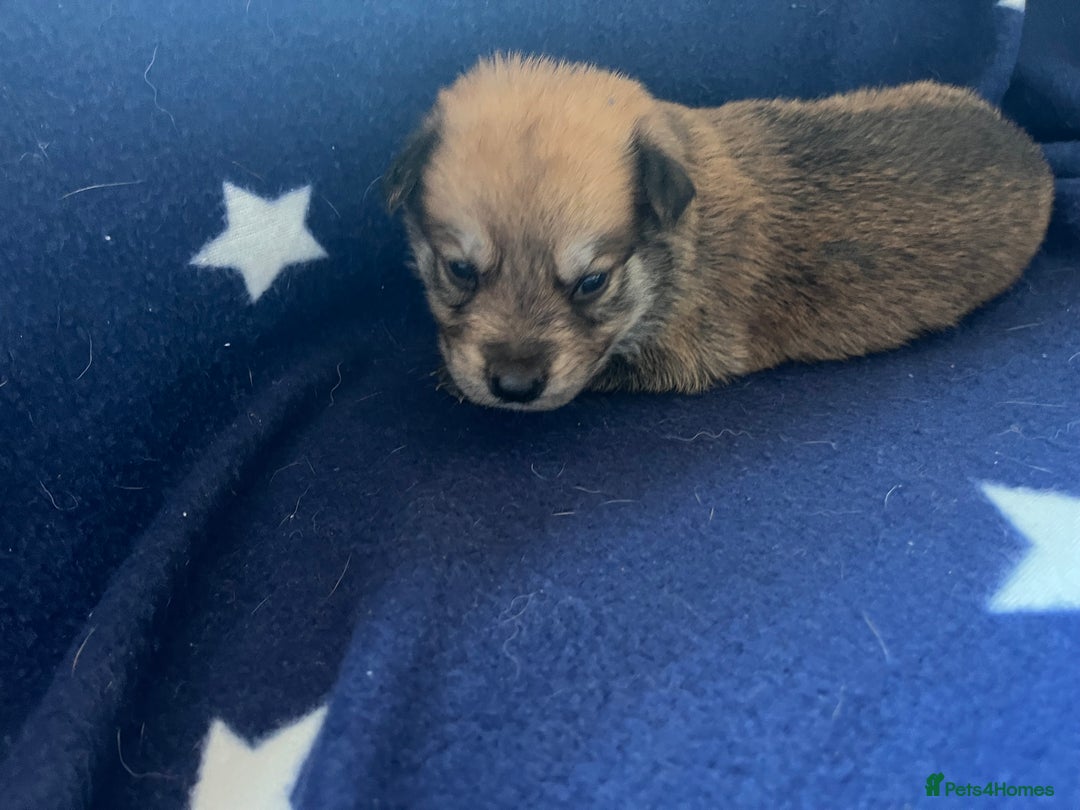 Mixed Breed dogs for sale: belgian malinois mix cross German shepherd  - Advert 2