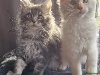 Maine Coon cats Beautiful Maine Coon Kittens – for Loving Homes - Advert 17