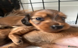 Miniature Dachshund dogs for sale: Family owned miniature longhaired dachshunds - Image 26