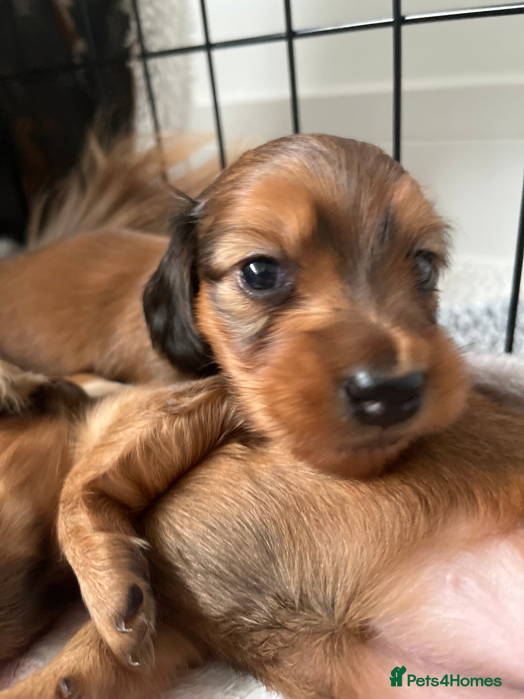 Miniature Dachshund dogs for sale: Family owned miniature longhaired dachshunds - Image 26