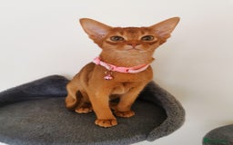 Abyssinian cats for sale: Ready now! Beautiful Abyssinians kittens❤️😍🤗 - Image 19