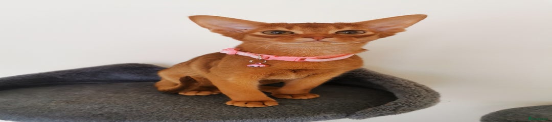 Abyssinian Kitten 4