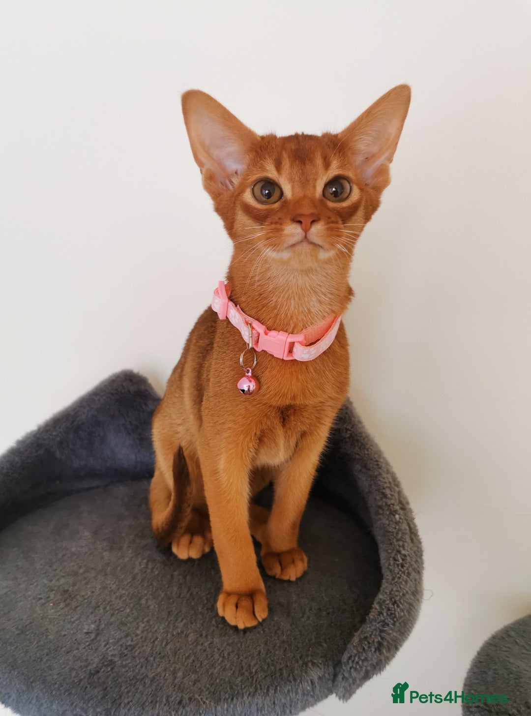 Abyssinian cats for sale: Ready now! Beautiful Abyssinians kittens❤️😍🤗 - Image 19