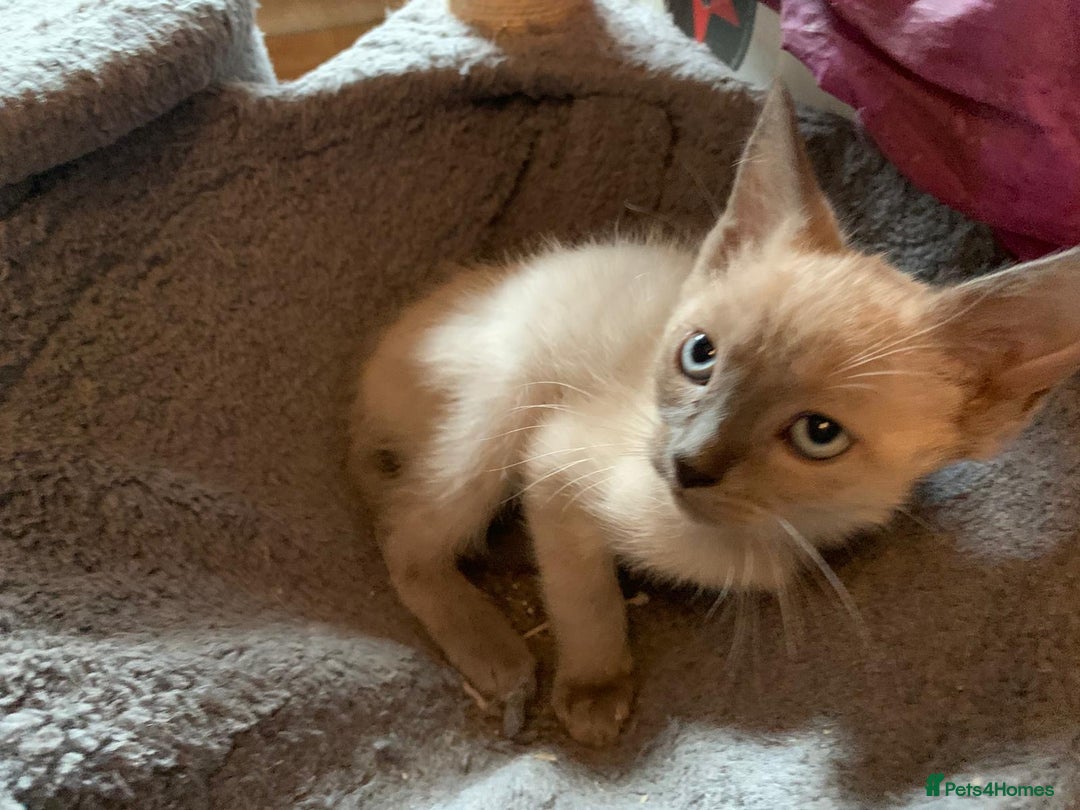 Mixed Breed cats for sale: Ragdoll sphynx mixed kittens ready now  - Image 11