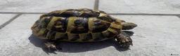 Hermann Tortoise reptiles for sale: Breeding trio of Hermanns tortoises. in Broadstone - Advert 3
