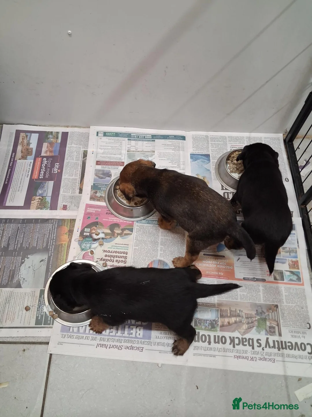 Border Terrier dogs for sale: Border terrier puppies for sale  in Cambridge - Advert 2