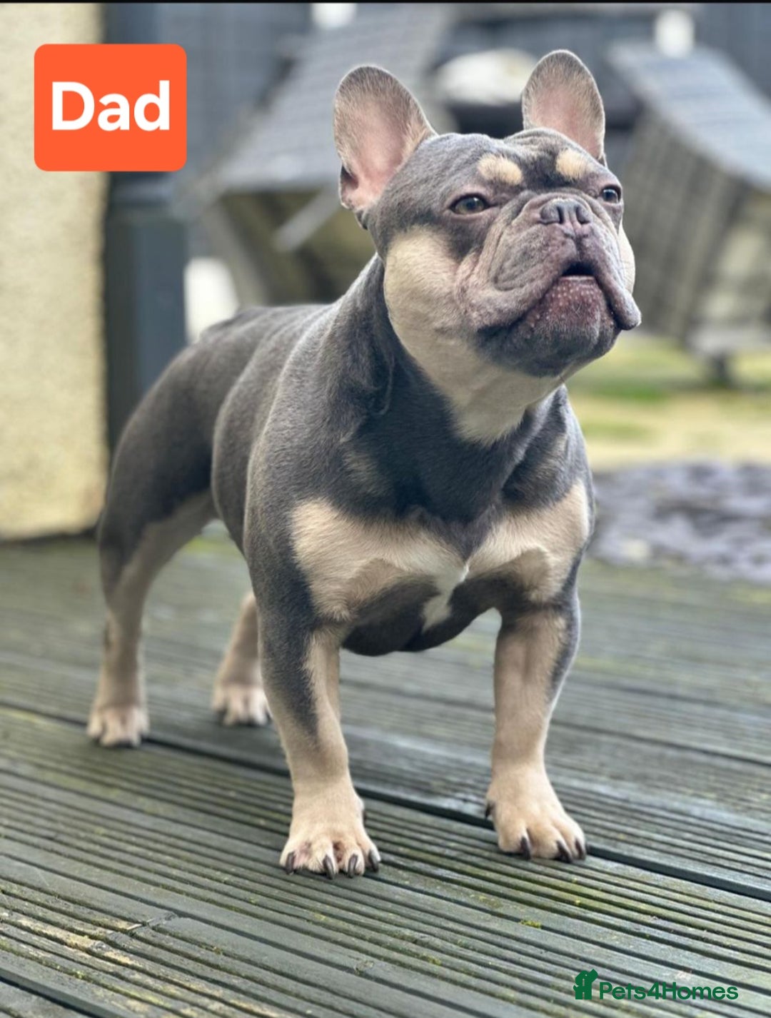 French Bulldog dogs for sale: Last 1 available,New shade Isabella French bulldog - Advert 13