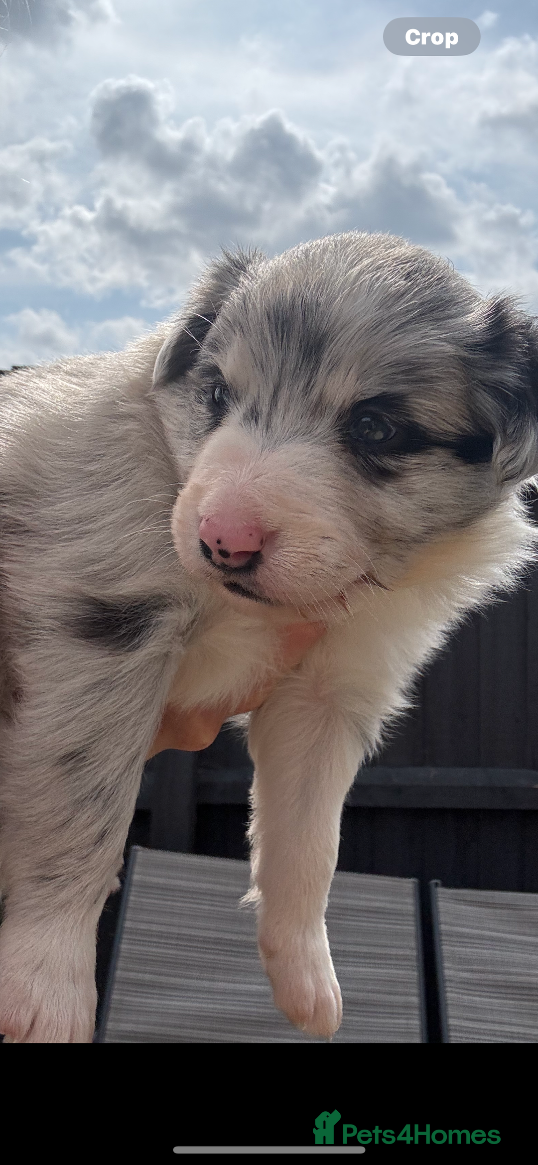 Border Collie dogs for sale: Fluffy long coat Blue merle border collie puppies - Image 3