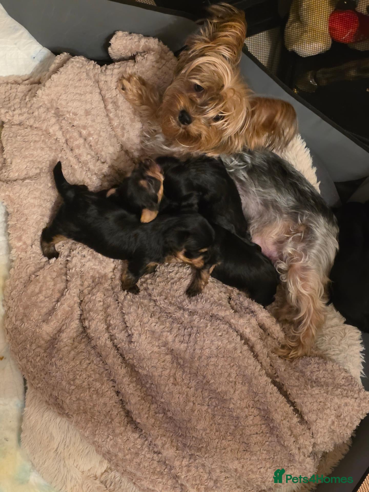 Yorkshire Terrier dogs STUNNING YORKSHIRE TERRIER PUPPIES FOR RESERVATION - Advert 1