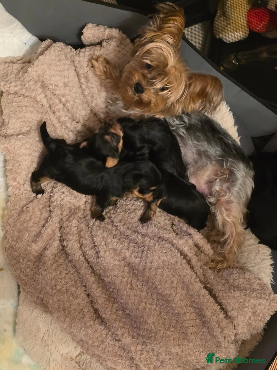 Yorkshire Terrier dogs for sale: STUNNING YORKSHIRE TERRIER PUPPIES FOR RESERVATION in Birmingham - Advert 1
