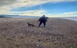 Patterdale Terrier dogs for sale: 7 Year Old Male Patterdale  - Image 9