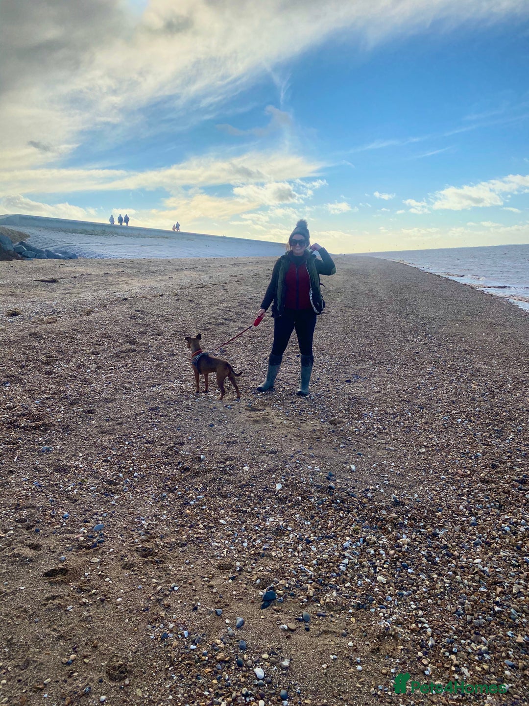 Patterdale Terrier dogs for sale: 7 Year Old Male Patterdale  - Image 9