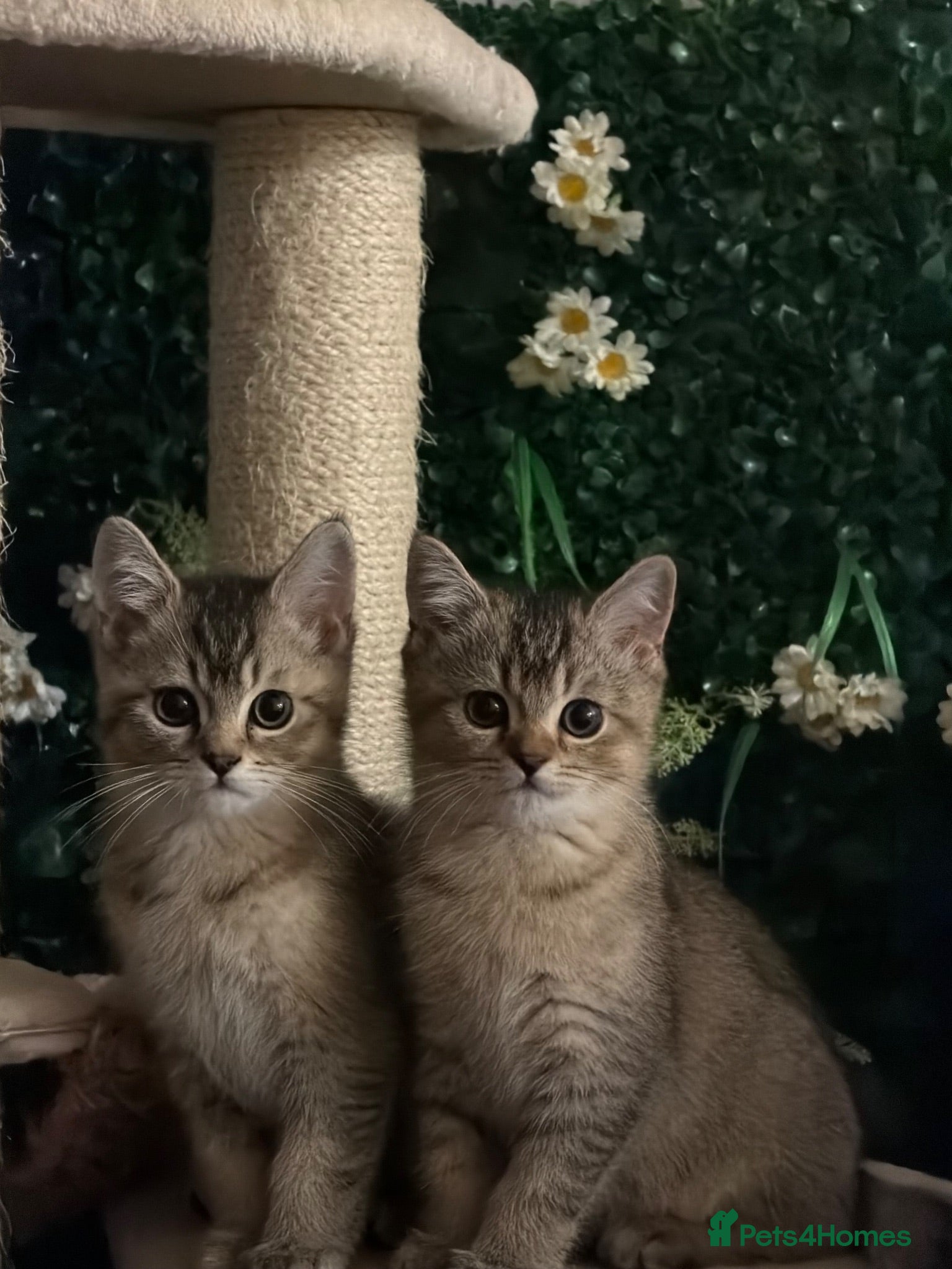 Scottish Fold cats Twins brothers looking for loving home - Advert 18