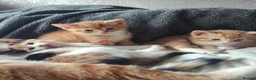 Mixed Breed cats for sale: Litter of 4 kittens  - Advert 10