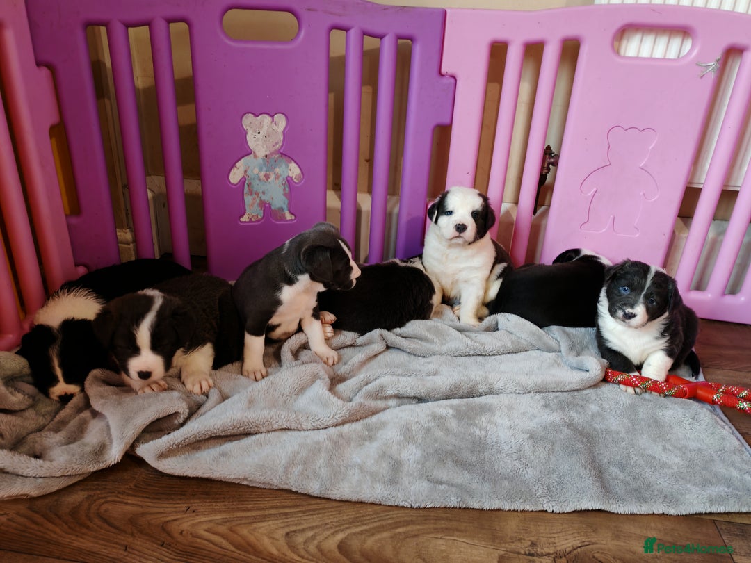 Mixed Breed dogs for sale: Old tyme bulldog x Border collie - Advert 7