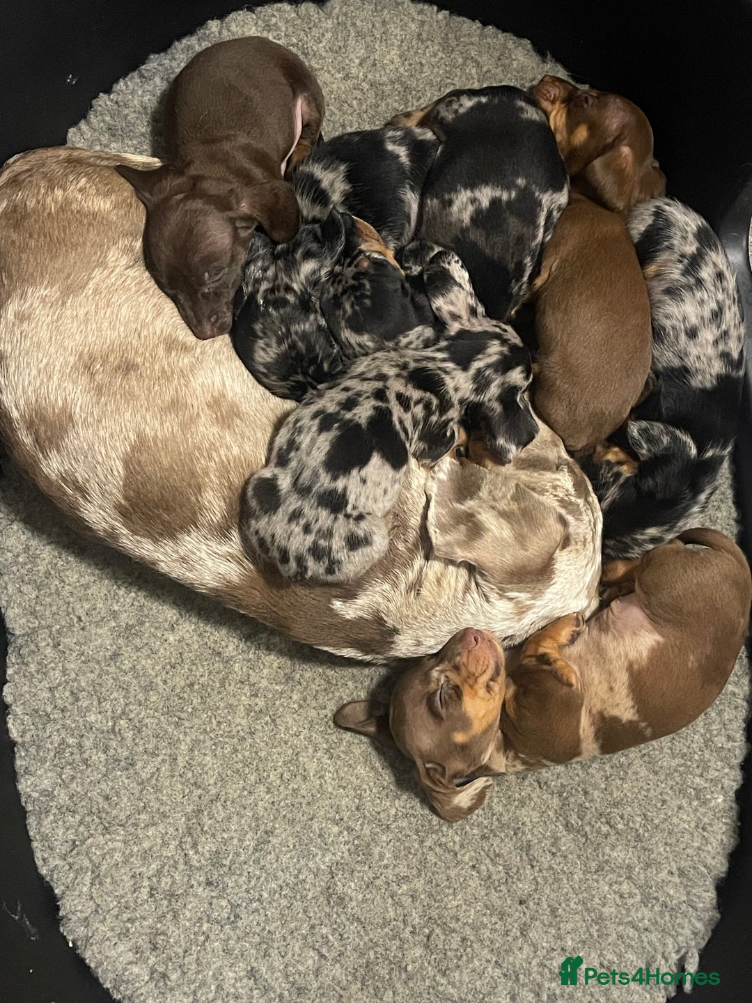 Dachshund dogs for sale: 🐶 Ready to leave 🐶 - Advert 4