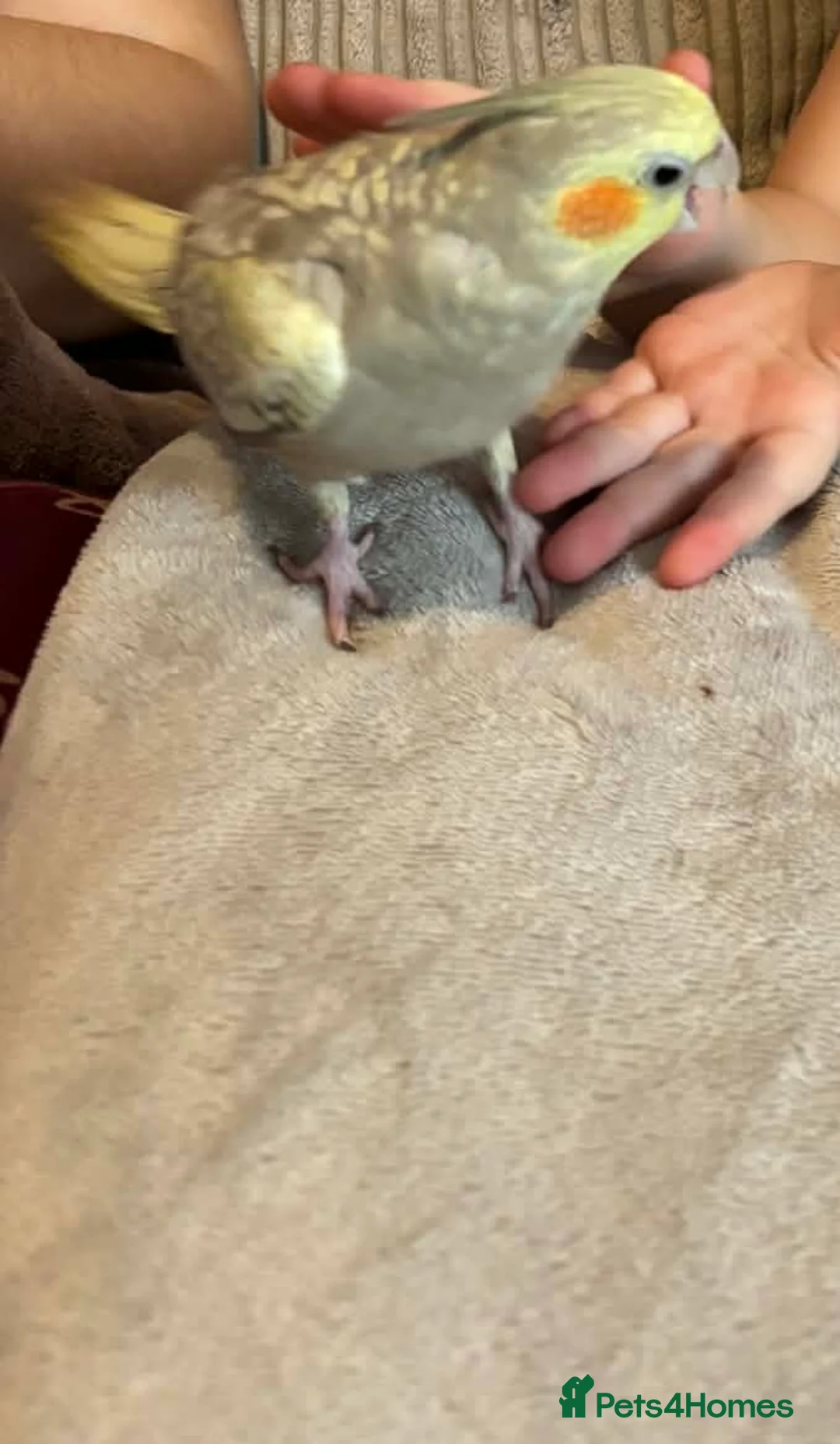 Cockatiels birds for sale: Male and female friendly cockatiels  - Advert 8