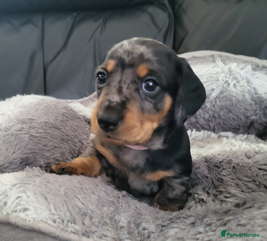 Miniature Dachshund dogs for sale: Miniature Dachshund puppies  - Image 5