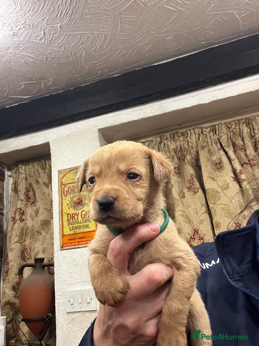 Labrador Retriever dogs for sale: Adorable Labrador puppies  - Advert 9