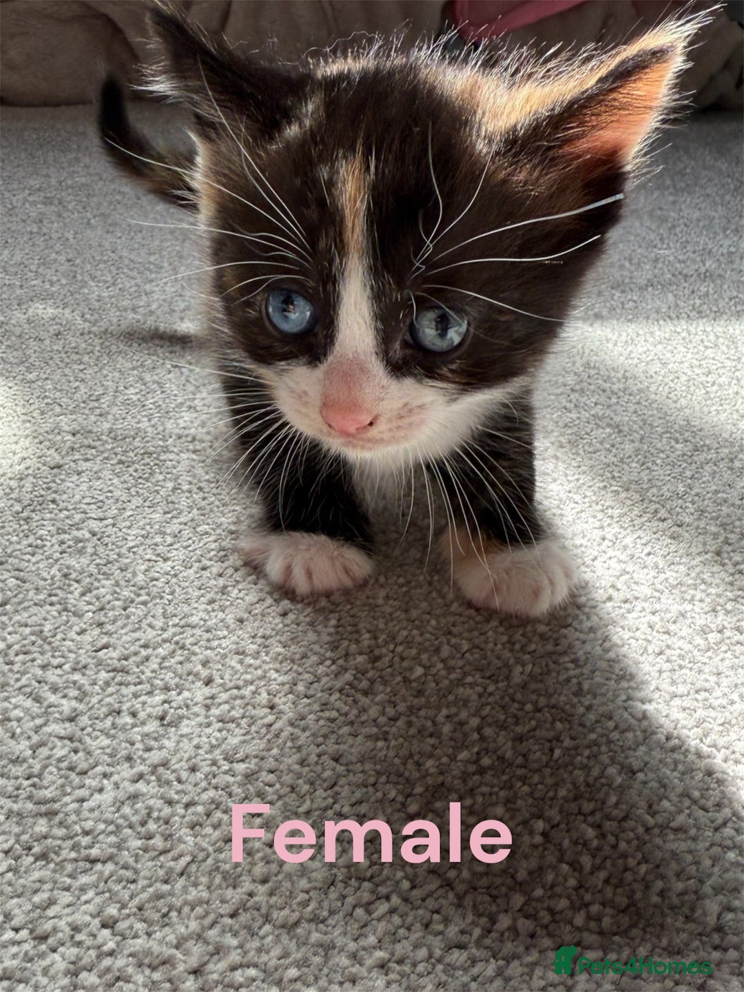 RagaMuffin cats for sale: Ragamuffin kittens  - Image 4