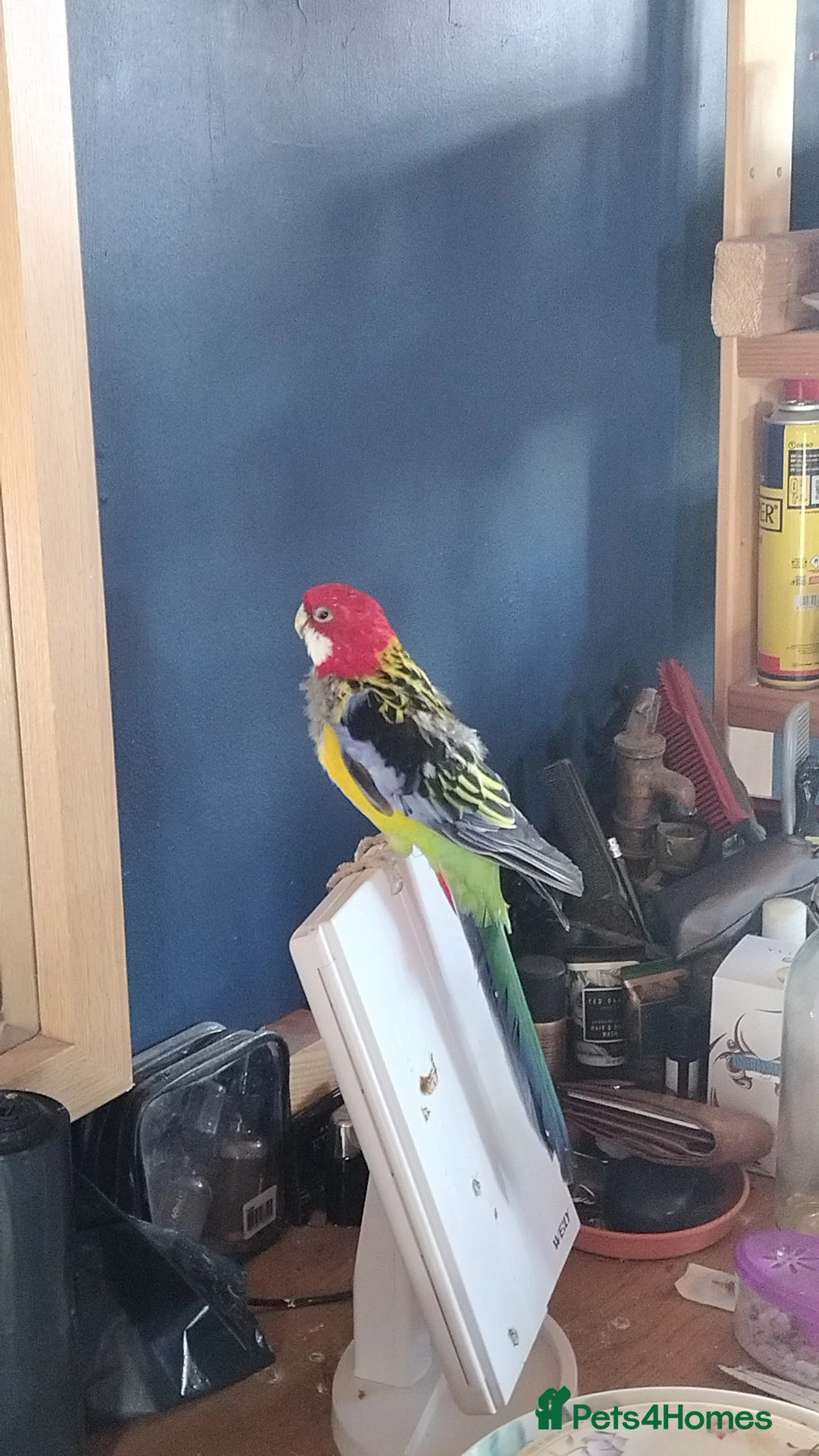 Parrots birds for sale: Eastern Rosella Looking for a good loving Home  - Advert 2