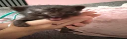 Mixed Breed cats for sale: 1 ginger girl & 3 black & white boy kittens  - Advert 4