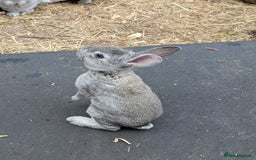 Rex rabbits for sale: Standard Rex babies ready 16/9 - Image 8