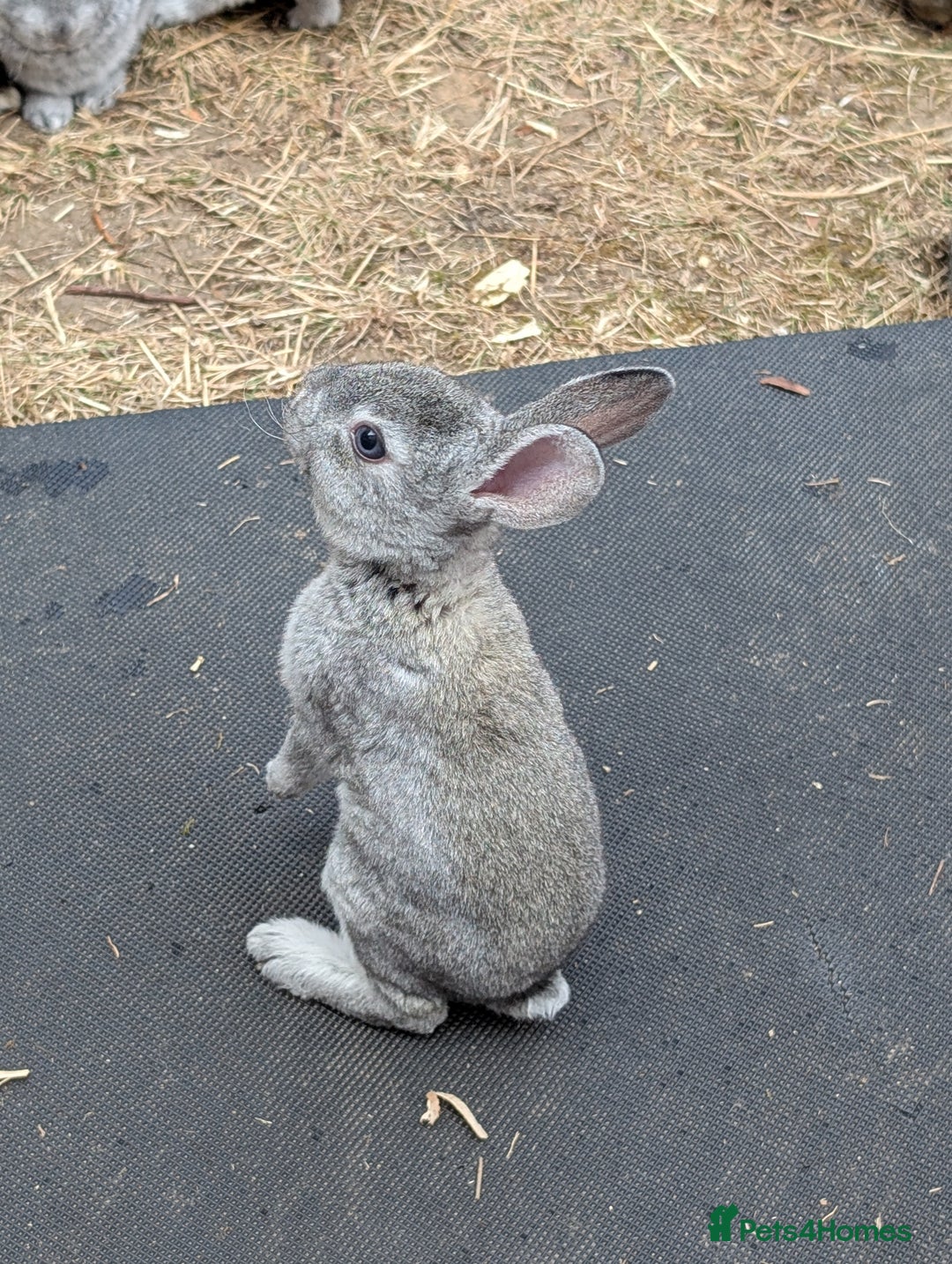 Rex rabbits for sale: Standard Rex babies ready 16/9 - Image 8