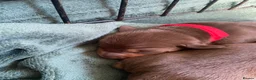 Miniature Dachshund dogs for sale: Stunning Chocolate & Tan Miniature Dachshund  - Advert 19