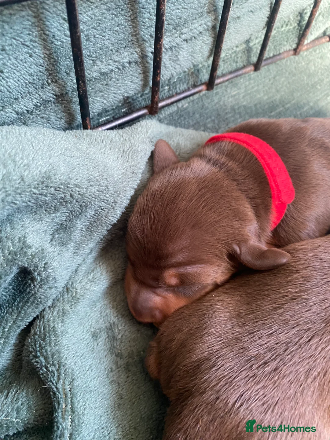 Miniature Dachshund dogs for sale: Stunning Chocolate & Tan Miniature Dachshund  - Advert 19