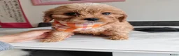 Cavapoo dogs for sale: Last girl ready to rehome in Preston - Advert 4
