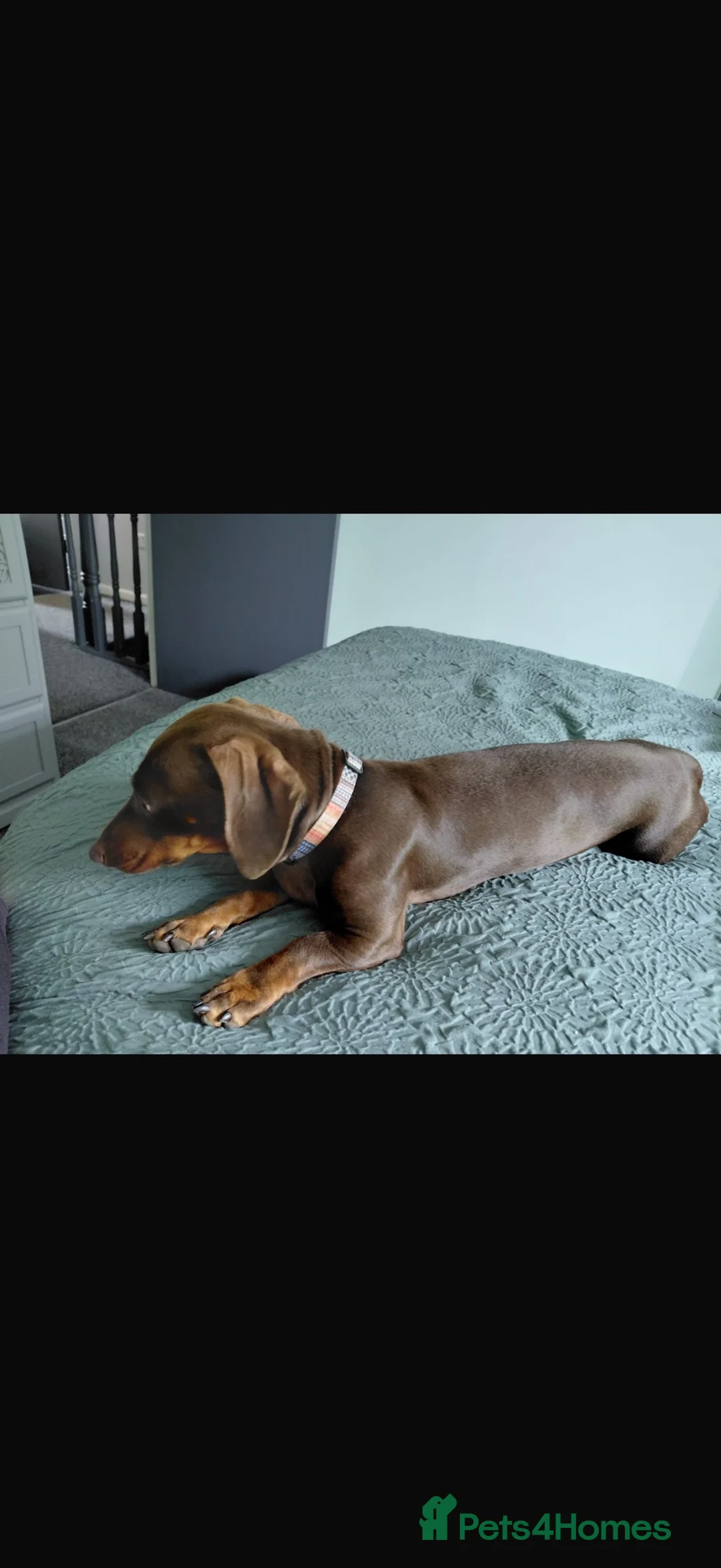 Miniature Dachshund dogs for sale: Adult female mini dachshund in Swansea - Advert 3