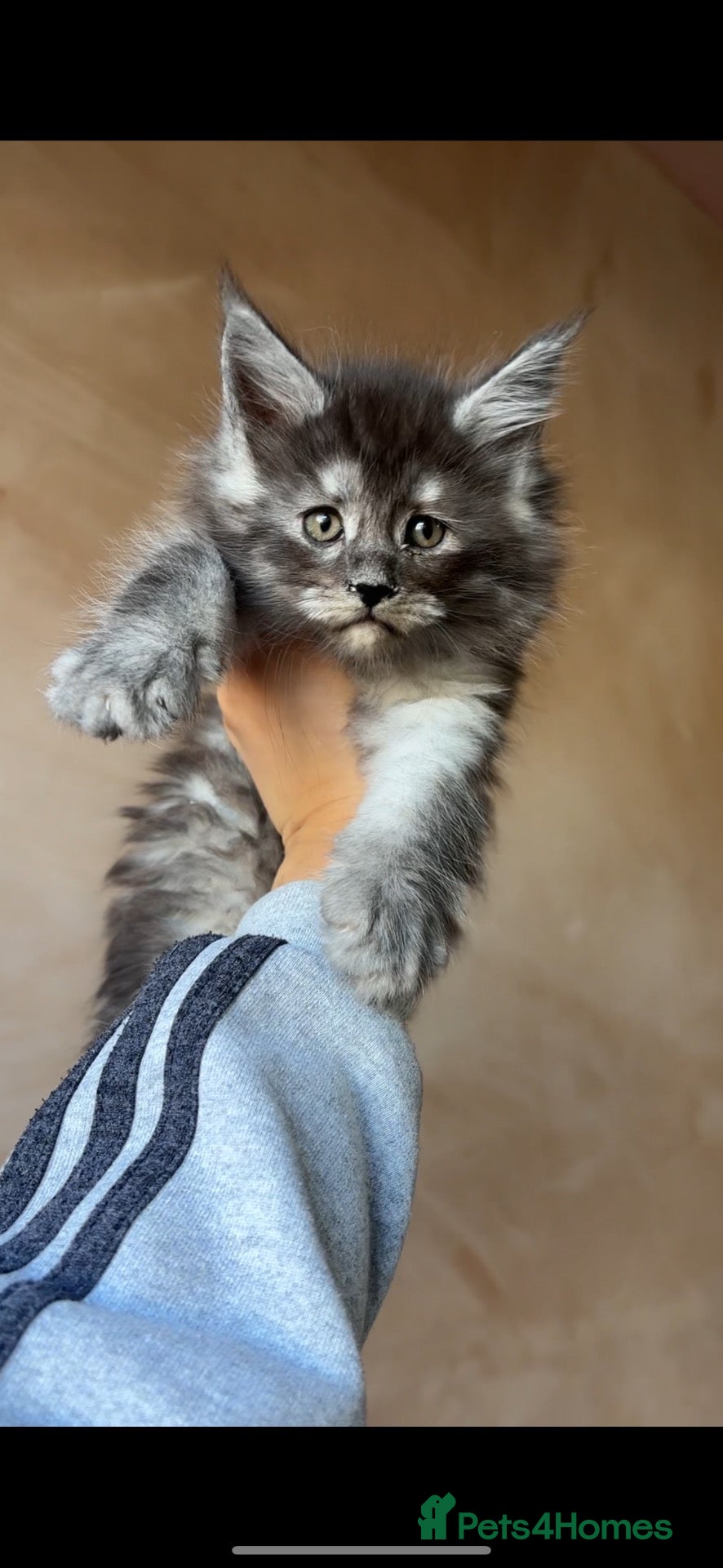 Maine Coon cats for sale: PURE RUSSIAN  MAINE COON KITTENS - Advert 1
