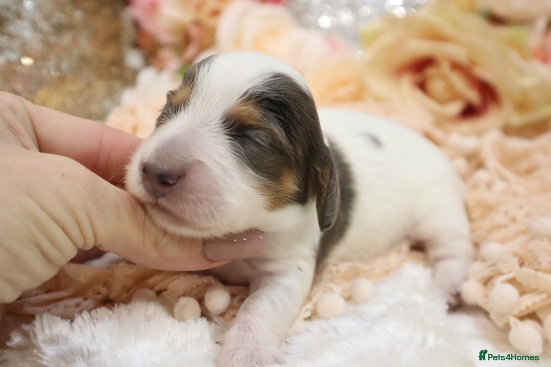 Miniature Dachshund dogs for sale: KC Longhair Miniature Dachshund Puppies - Image 13