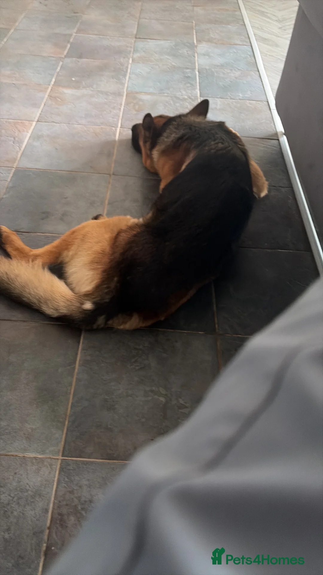 German Shepherd dogs for sale: German Shepard boy  - Advert 2