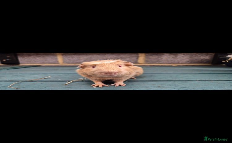 Guinea Pig rodents - Advert 2