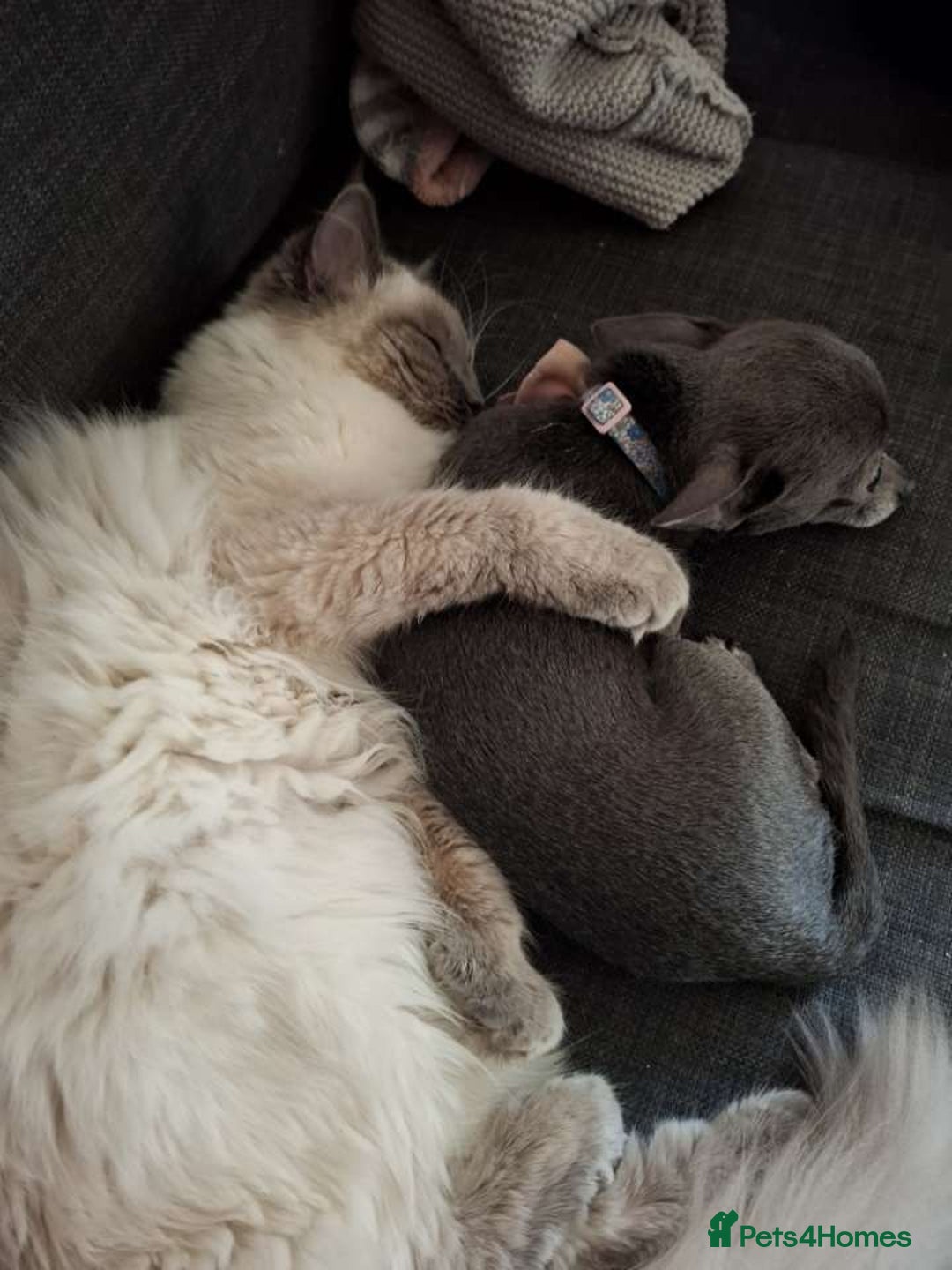 Ragdoll cats for sale: Blue Point Ragdoll - Image 4