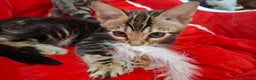 Bengal cats for sale: Last stunning Blue pure bengal kitten available! - Advert 24