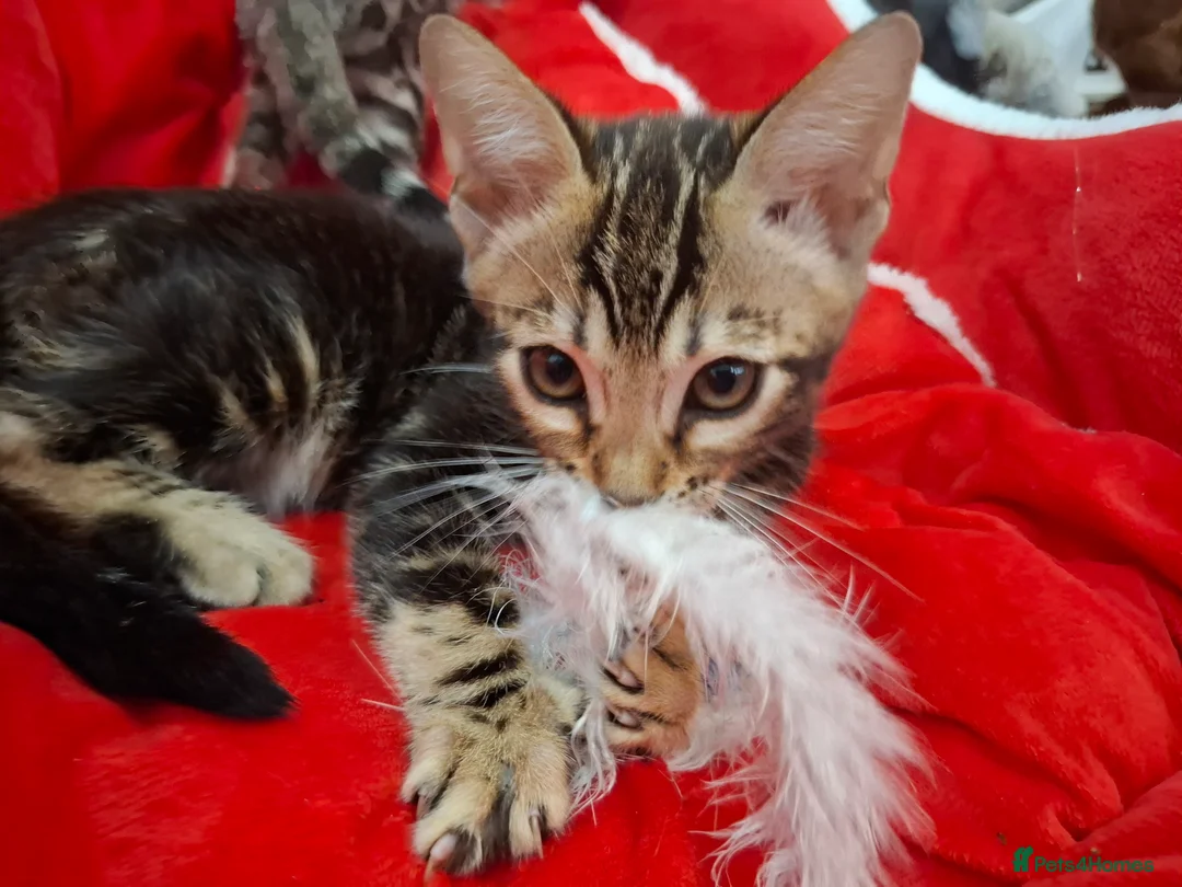 Bengal cats for sale: Stunning Blue pure bengal kittens - Advert 24