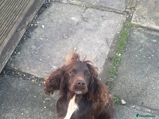 Cocker Spaniel dogs Chocolate tiny cocker - Advert 1