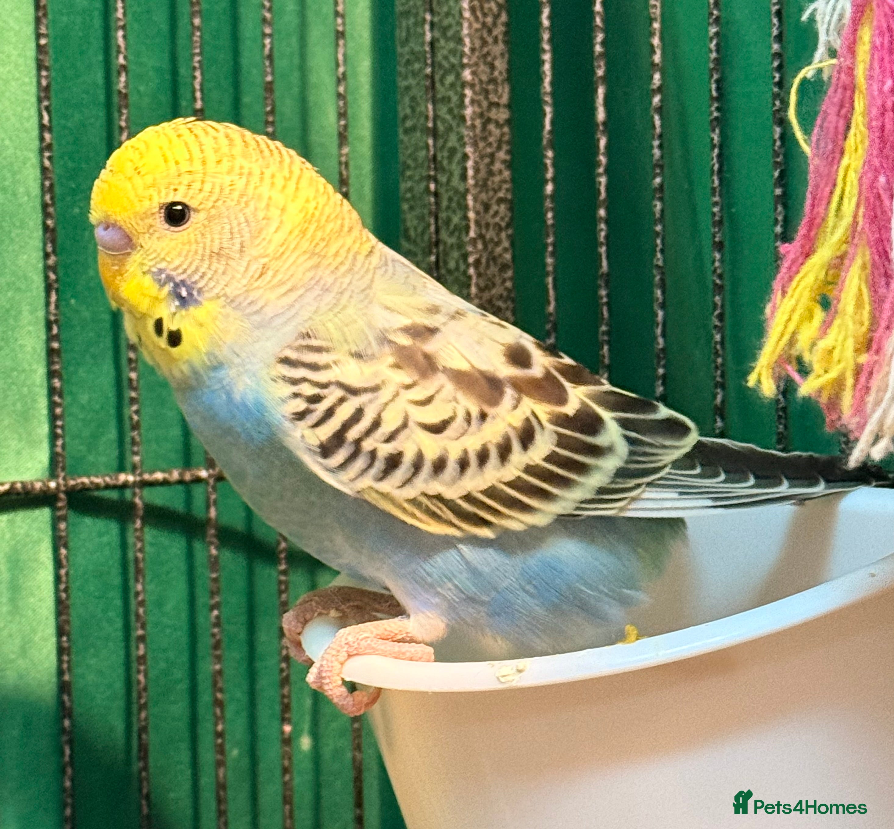 Budgerigars birds Pair of  budgies male and female  3 months old  - Advert 12