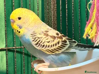 Budgerigars birds Pair of budgies male and female 3 months old - Advert 12