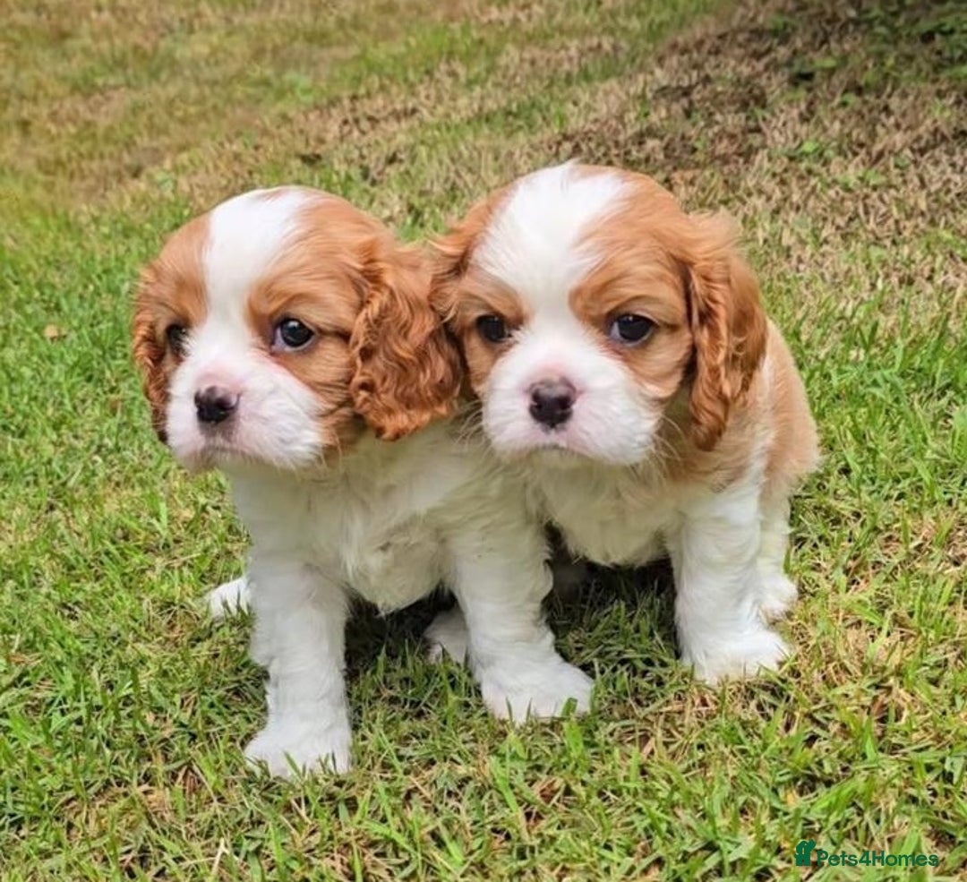 Cavalier King Charles Spaniel dogs for sale: Beautiful Cavalier King Charles Spaniel puppies! - Image 5
