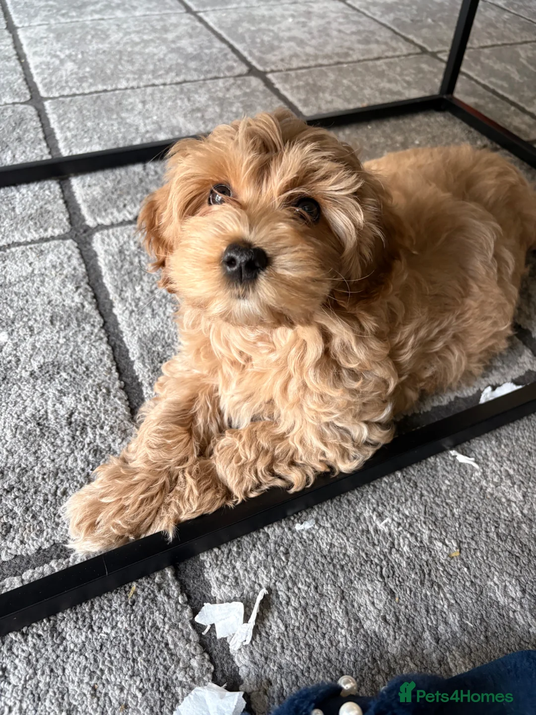 Maltipoo dogs for sale: Gorgeous maltipoo puppy for sale - Advert 2