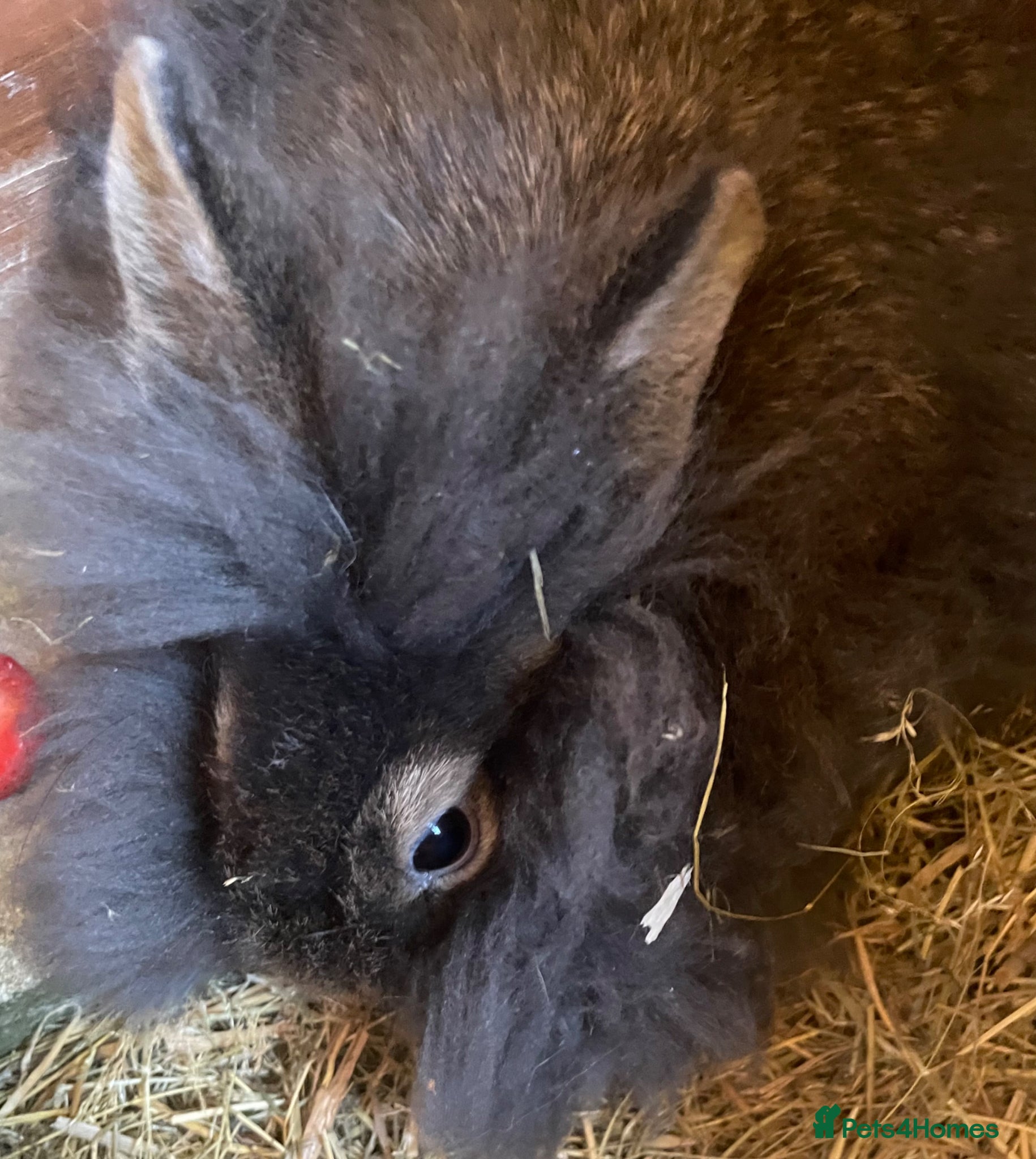 Lionhead rabbits Baby Lion head bunnies for sale - Advert 19