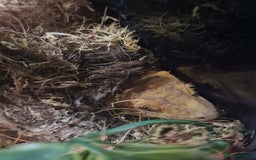 Gecko reptiles for sale: Crested Gecko and set up - Image 4